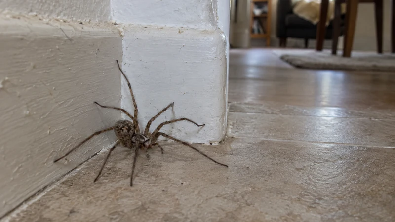 Grosse araignée maison : identifier et gérer la tégénaire